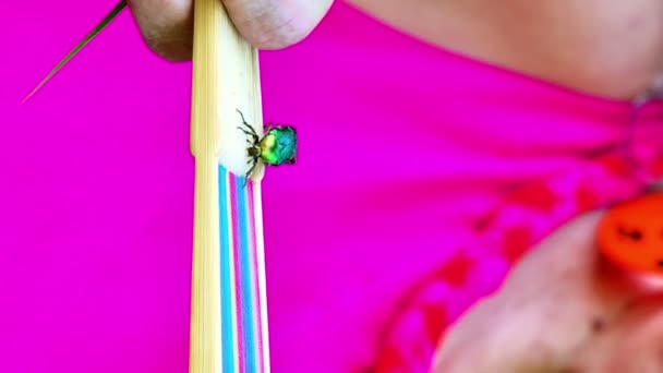 Mujer Sosteniendo Escarabajo Volador Escarabajo Ventilador Arco Iris Aire Libre — Vídeo de stock