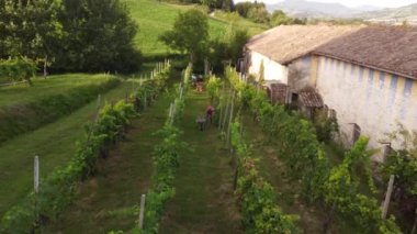 İnsansız hava aracı videosu Arda Vadisi, Piacenza, İtalya 'da biyolojik tecavüz hasat ediliyor.