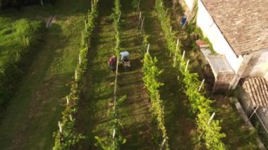 İnsansız hava aracı videosu Arda Vadisi, Piacenza, İtalya 'da biyoüzüm hasat etme