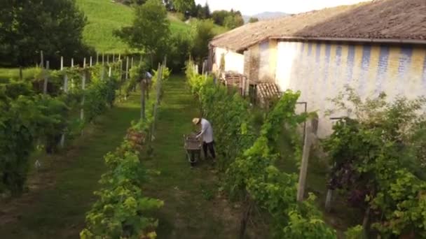 Grape Harvesting Late Summer Seniors — Stock Video