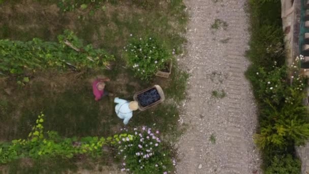 Drone Video Recolección Bio Violación Orgánica Valle Arda Piacenza Italia — Vídeos de Stock