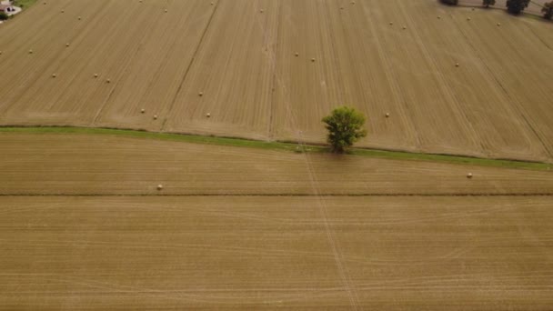 Luftaufnahme Mit Der Drohne Eines Traktors Der Heuballen Die Scheune — Stockvideo