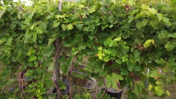 ドローンビデオイタリア ピアチェンツァのアルダバレーで有機バイオブドウの収穫 — ストック動画