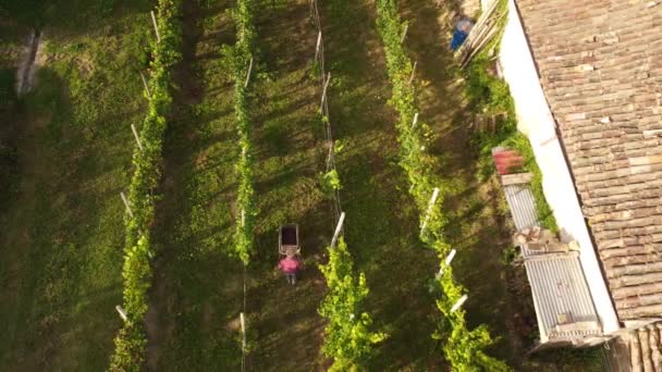 Drone Video Βιολογική Συγκομιδή Σταφυλιών Στο Arda Valley Piacenza Ιταλία — Αρχείο Βίντεο