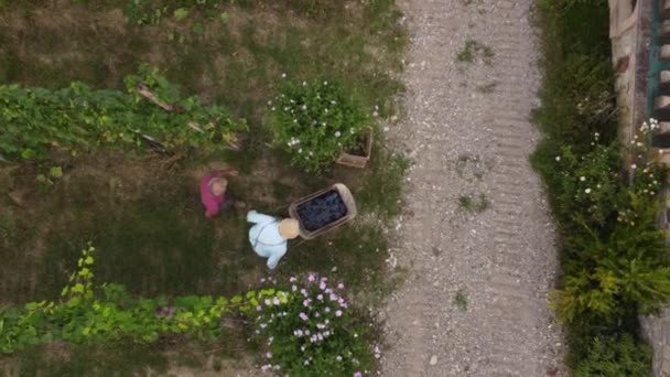 Drone Video Ekologická Sklizeň Bio Hroznů Arda Valley Piacenza Itálie — Stock video