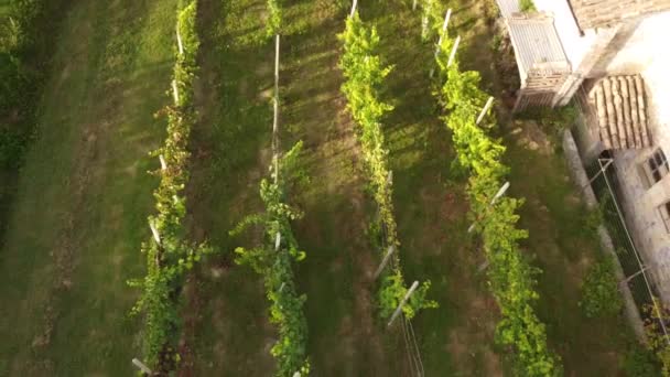 Drone Video Ekologická Sklizeň Bio Hroznů Arda Valley Piacenza Itálie — Stock video