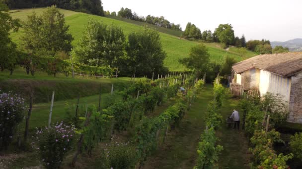 Drohnenvideo Biologische Weinlese Arda Tal Piacenza Italien — Stockvideo