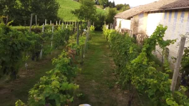 Vidéo Drone Récolte Biologique Raisin Dans Vallée Arda Piacenza Italie — Video