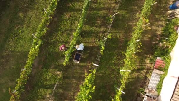 Drone Video Cosecha Biológica Ecológica Uva Valle Arda Piacenza Italia — Vídeo de stock