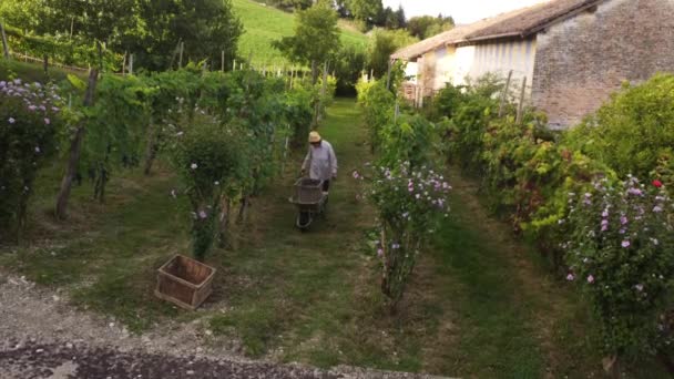 Drone Vídeo Colheita Uvas Biológicas Orgânicas Arda Valley Piacenza Itália — Vídeo de Stock