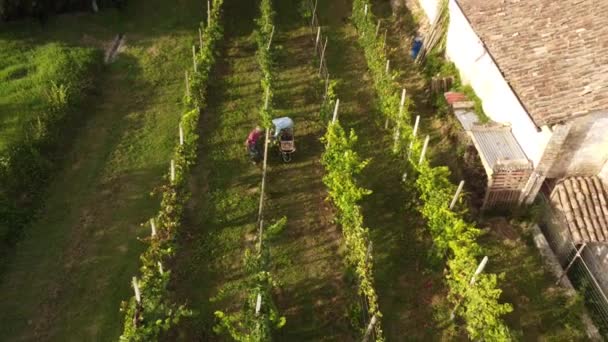 Drone Vídeo Colheita Uvas Biológicas Orgânicas Arda Valley Piacenza Itália — Vídeo de Stock