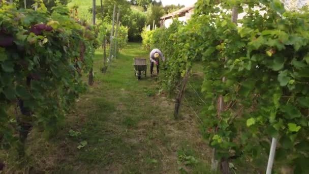 Drone Video Organic Bio Grape Harvesting Arda Valley Piacenza Italy — Stock Video