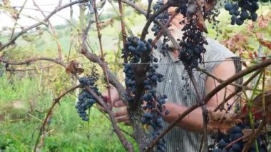 Şarap üretimi için hasat yapan yaşlı sakallı adam.