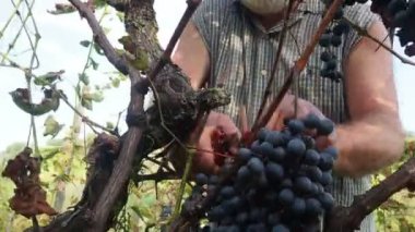 Şarap üretimi için hasat yapan yaşlı sakallı adam.