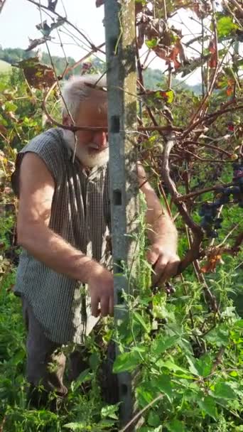 Viejo Barbudo Harvesiting Para Producción Vino — Vídeo de stock