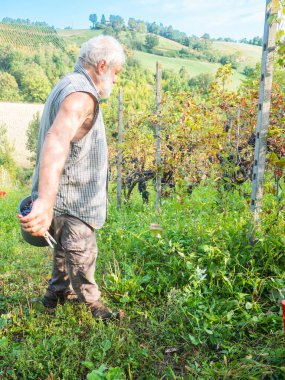 Şarap üretimi için hasat yapan yaşlı sakallı adam.