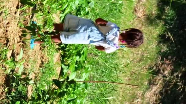 Little Kid Farm Wearing Denim Salopette Caring Growth Veggies — Stock Video