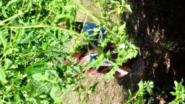 Чорна Жінка Поливає Доглядає Овочами Фермі Джинсових Гнійниках — стокове відео