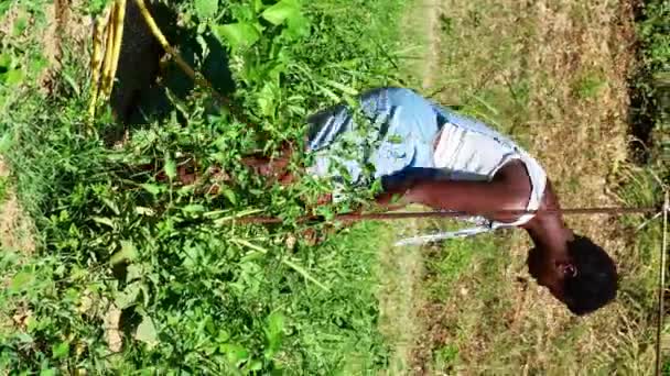 Black Woman Watering Taking Care Vegetables Farm Wearing Denim Dungarees — Stock Video