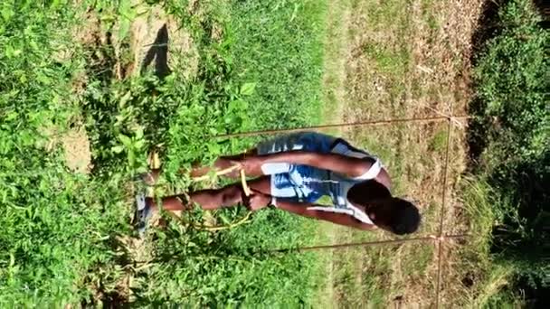 Чорна Жінка Поливає Доглядає Овочами Фермі Джинсових Гнійниках — стокове відео