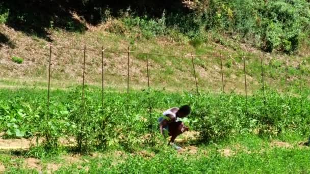Black Woman Watering Taking Care Vegetables Farm Wearing Denim Dungarees — Stock Video