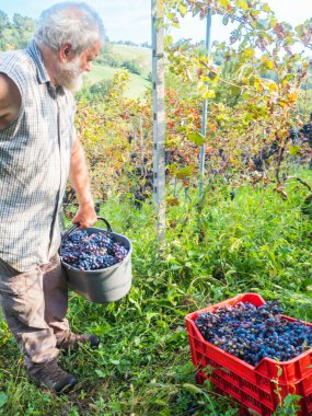 Şarap üretimi için hasat yapan yaşlı sakallı adam.