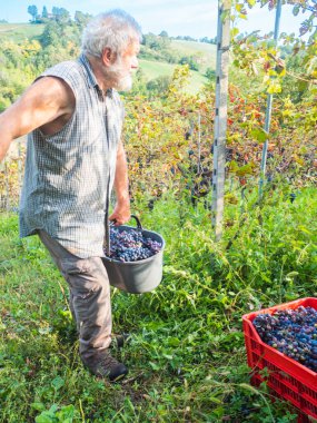 Şarap üretimi için hasat yapan yaşlı sakallı adam.