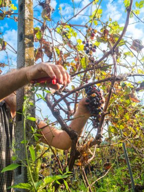 Şarap üretimi için hasat yapan yaşlı sakallı adam.
