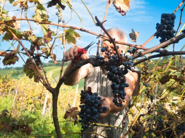 Şarap üretimi için hasat yapan yaşlı sakallı adam.
