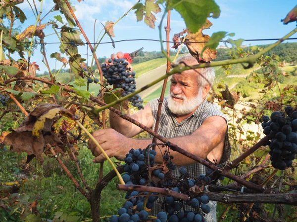 Şarap Üretimi Için Hasat Yapan Yaşlı Sakallı Adam — Stok fotoğraf