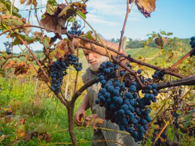 Şarap üretimi için hasat yapan yaşlı sakallı adam.