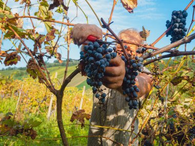 Şarap üretimi için hasat yapan yaşlı sakallı adam.