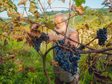Şarap üretimi için hasat yapan yaşlı sakallı adam.