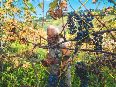 Şarap üretimi için hasat yapan yaşlı sakallı adam.