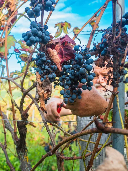 Old Bearded Man Harvesiting Wine Production — Stock Photo, Image