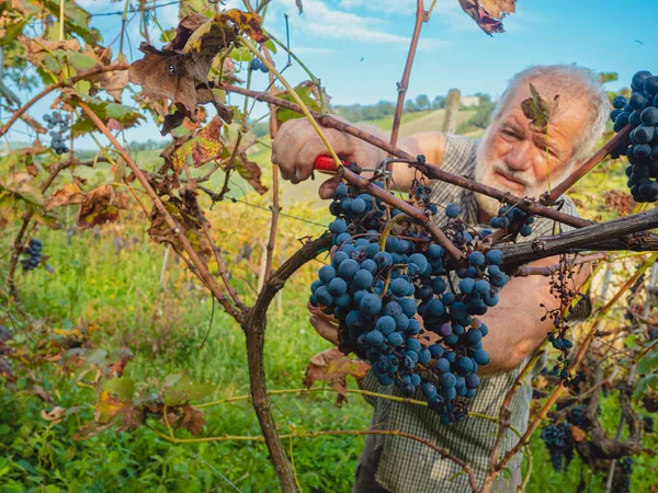 Şarap Üretimi Için Hasat Yapan Yaşlı Sakallı Adam — Stok fotoğraf