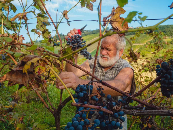 Γέρος Γενειοφόρος Άνδρας Συγκομιδής Για Την Παραγωγή Οίνου — Φωτογραφία Αρχείου