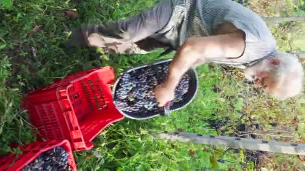 Viejo Barbudo Harvesiting Para Producción Vino — Vídeos de Stock