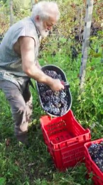 Şarap üretimi için hasat yapan yaşlı sakallı adam.