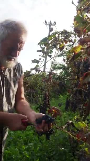 Velho Homem Barbudo Harvesiting Para Produção Vinho — Vídeo de Stock