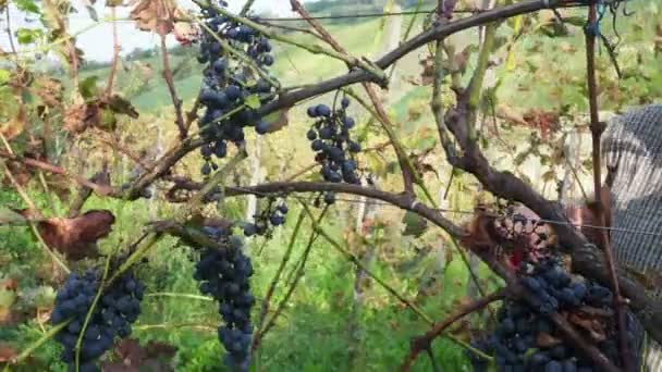 Alter Bärtiger Mann Erntet Für Die Weinproduktion — Stockvideo
