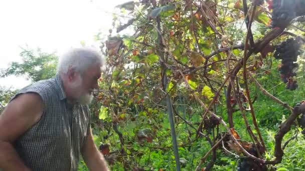 古い髭の男がワイン生産のために収穫し — ストック動画
