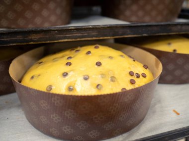 Bir grup pişmemiş panettone tatlı İtalyan chrstmas keki