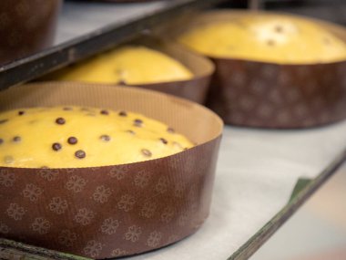Bir grup pişmemiş panettone tatlı İtalyan chrstmas keki