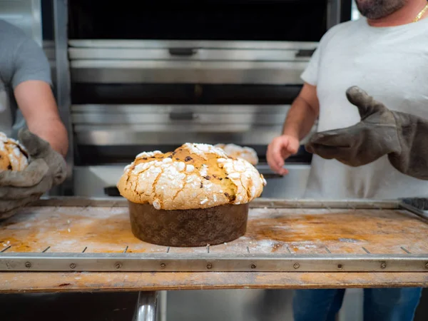 group of panettone cakes baking in the pro oven at the baker