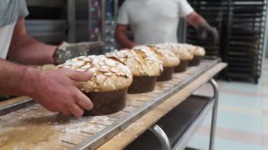 Bir grup panettone keki fırının profesyonel fırınında pişiyor.