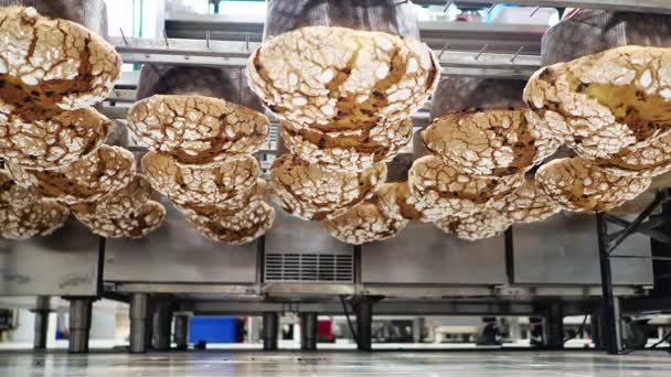 Fuffly Panettone Loaf Cocina Secretos Concepto Colgando Cocina — Vídeo de stock