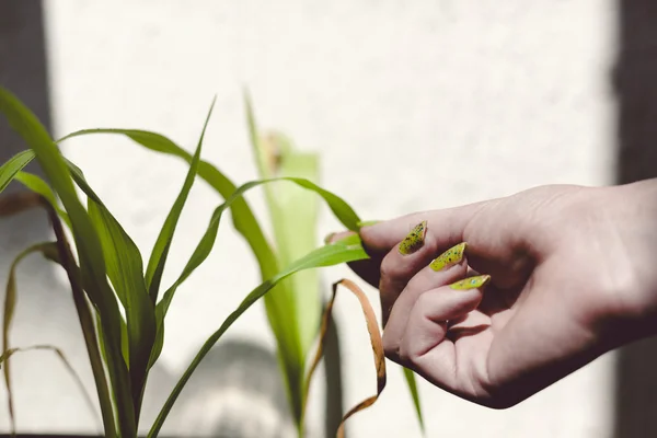 Mão segurando planta verde — Fotografia de Stock