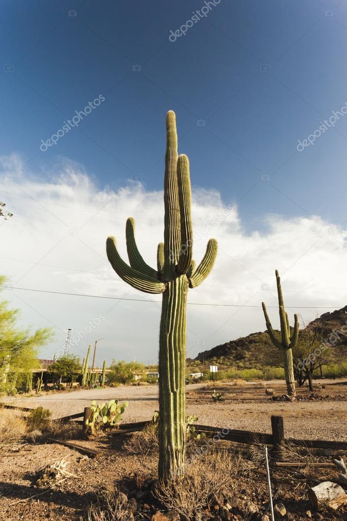 Massive Saguaro cactus plant in the Arizona desert