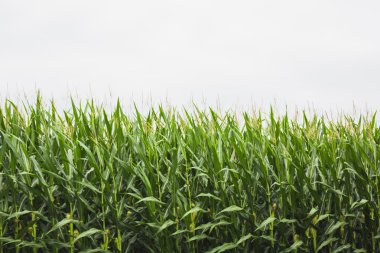 corn crop with cloudy sky in background